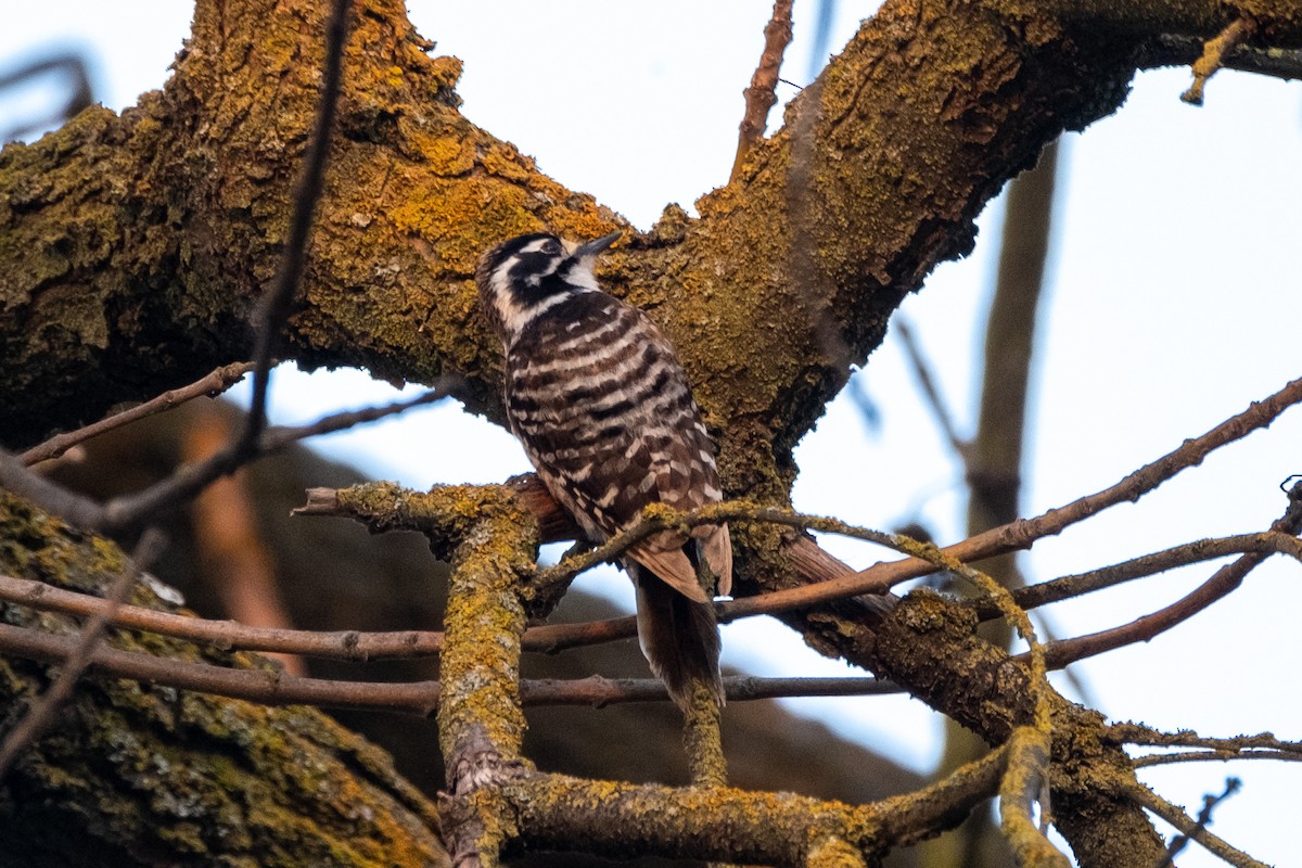 Nuttall's Woodpecker - Tim Horvath