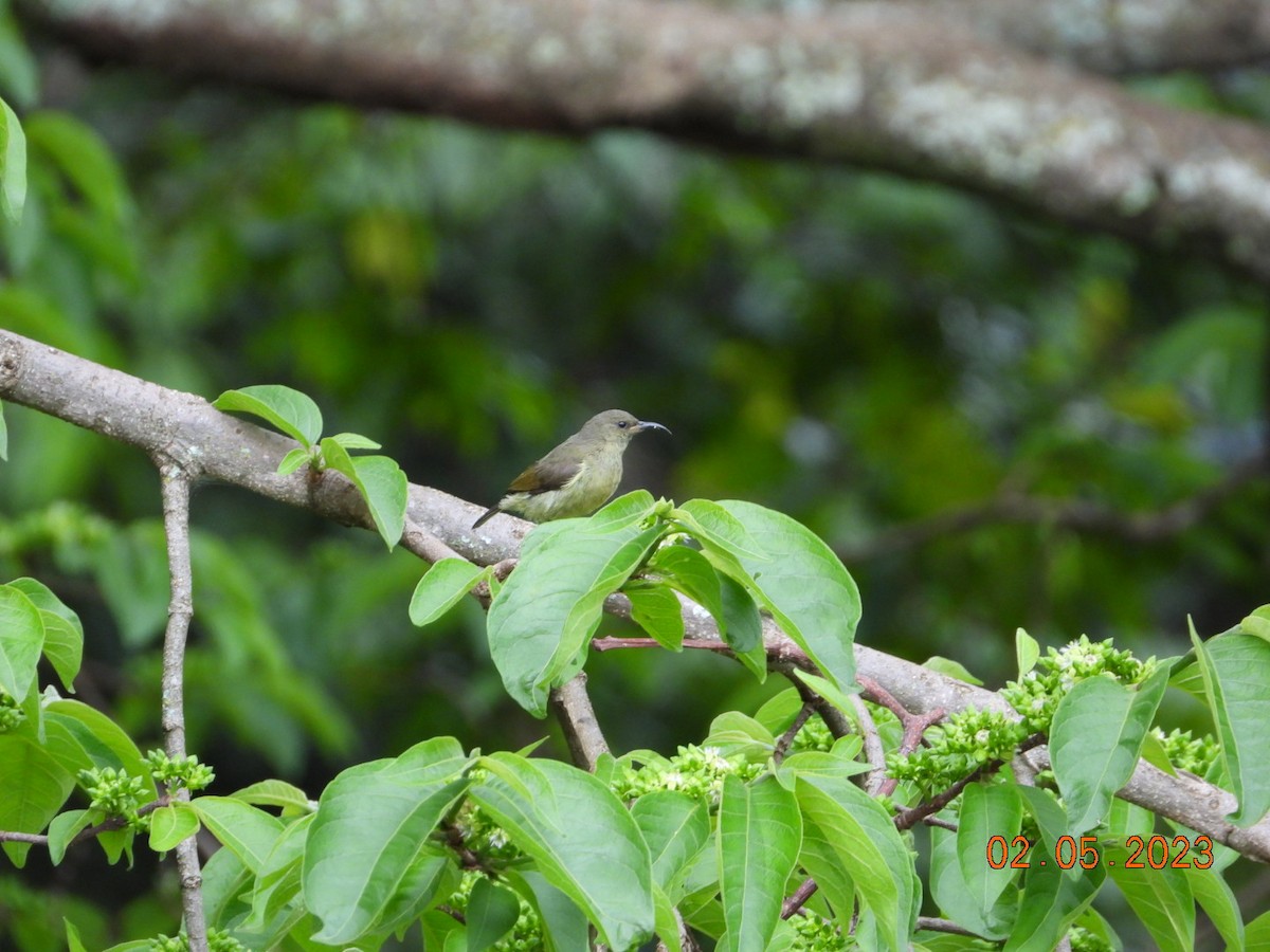 Northern Double-collared Sunbird - ML567630191