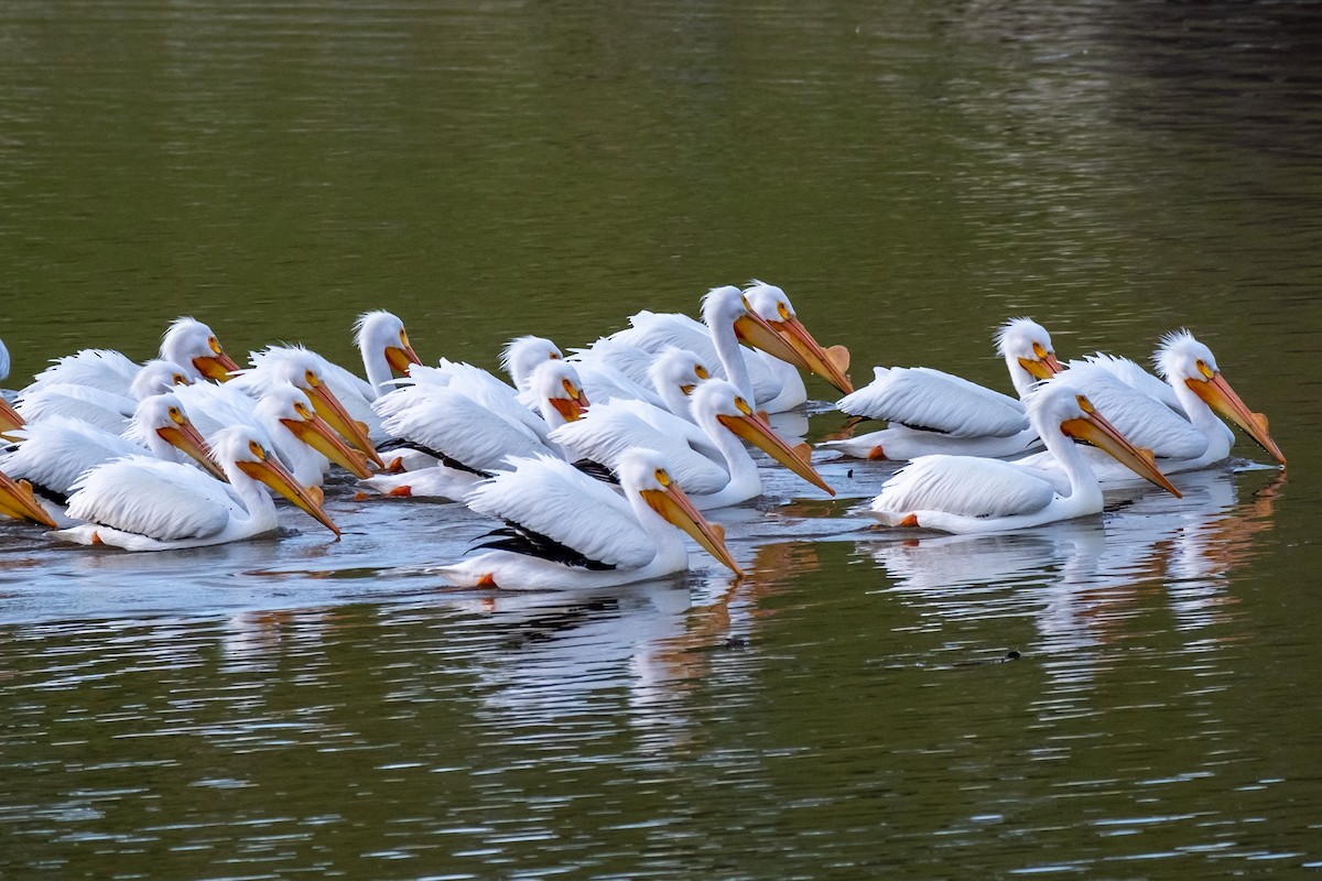 American White Pelican - ML567630541