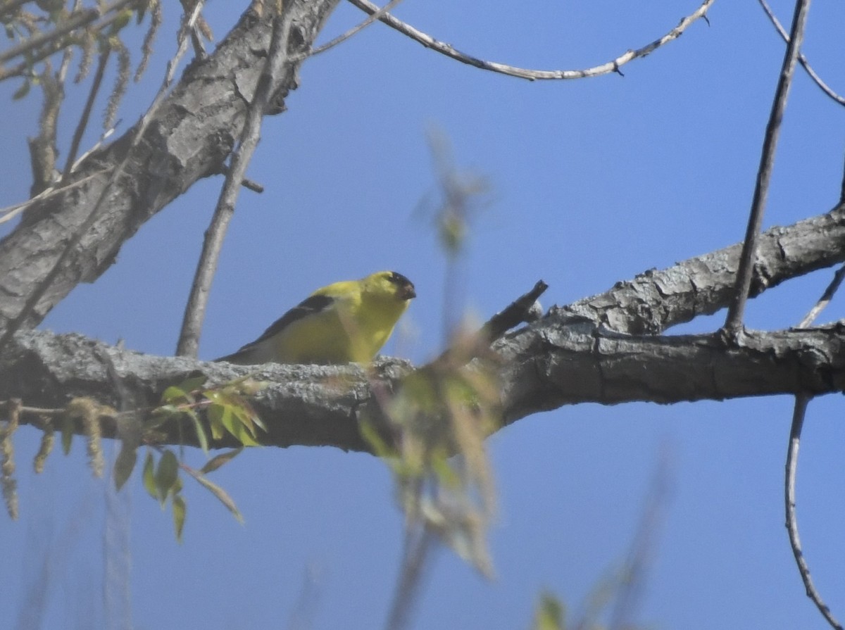 American Goldfinch - Suzanne Zuckerman