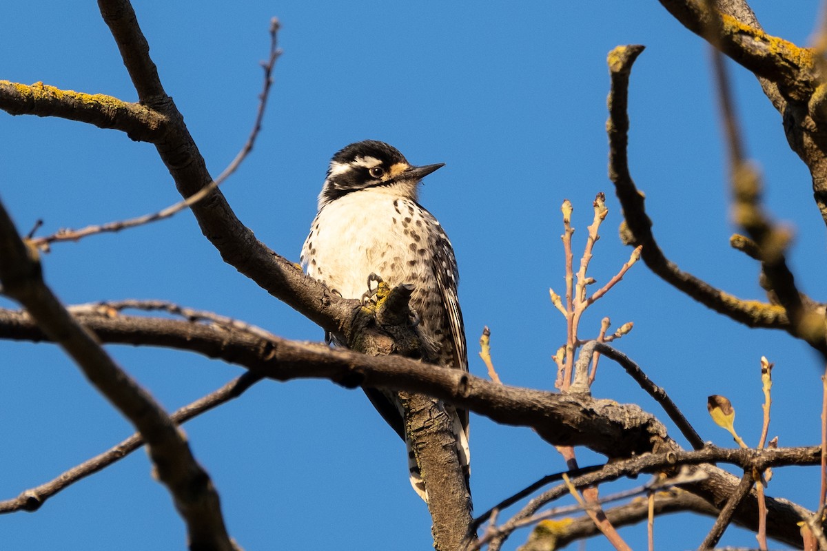 Nuttall's Woodpecker - ML567630791