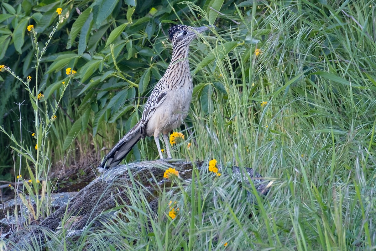 Greater Roadrunner - Tim Horvath