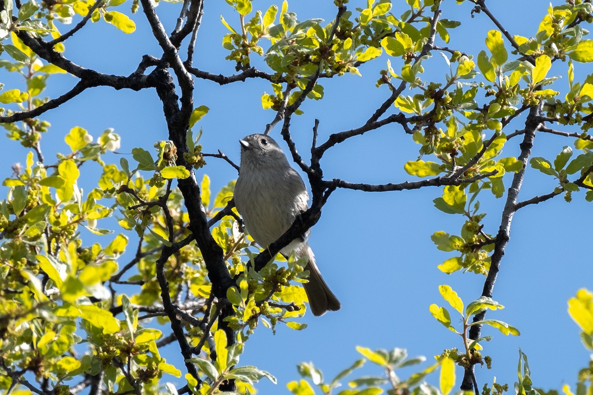 Oak Titmouse - ML567631351