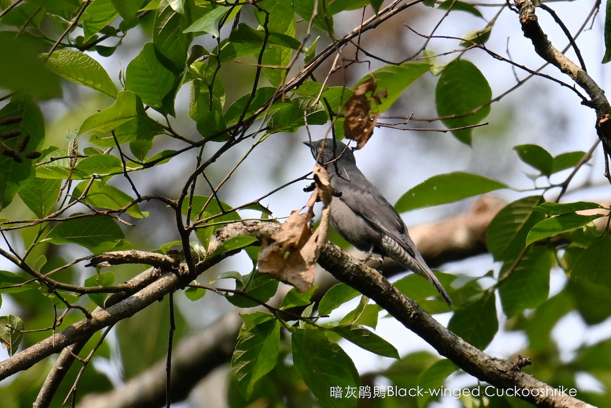 Black-winged Cuckooshrike - ML567635391