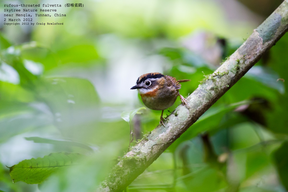 Rufous-throated Fulvetta - Craig Brelsford