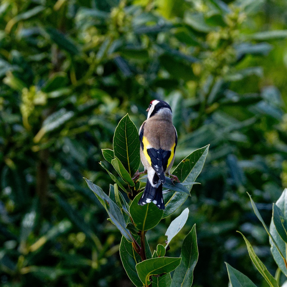 European Goldfinch - ML567636241