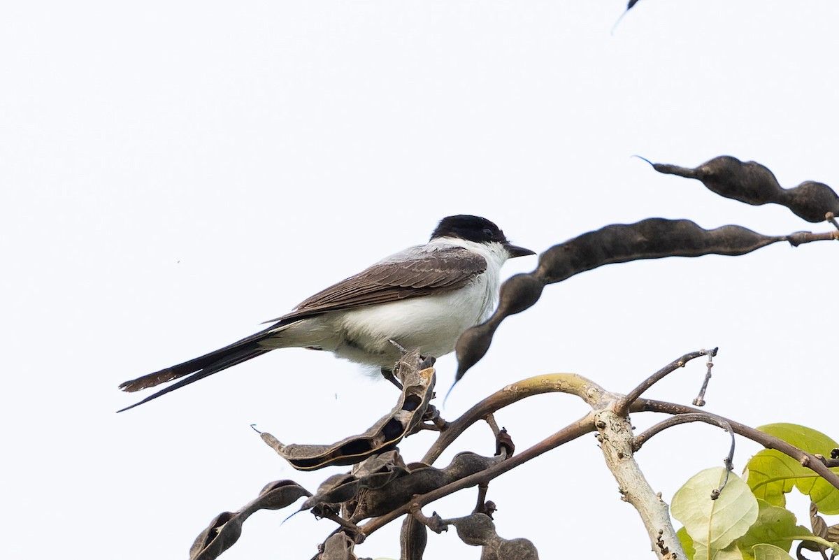 Fork-tailed Flycatcher - Steve Popple