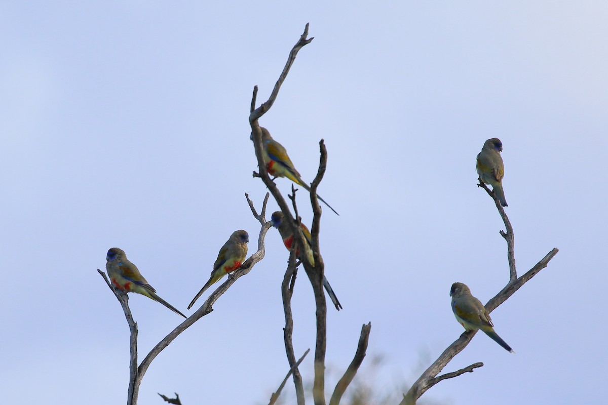 Perico Cariazul - ML567637001