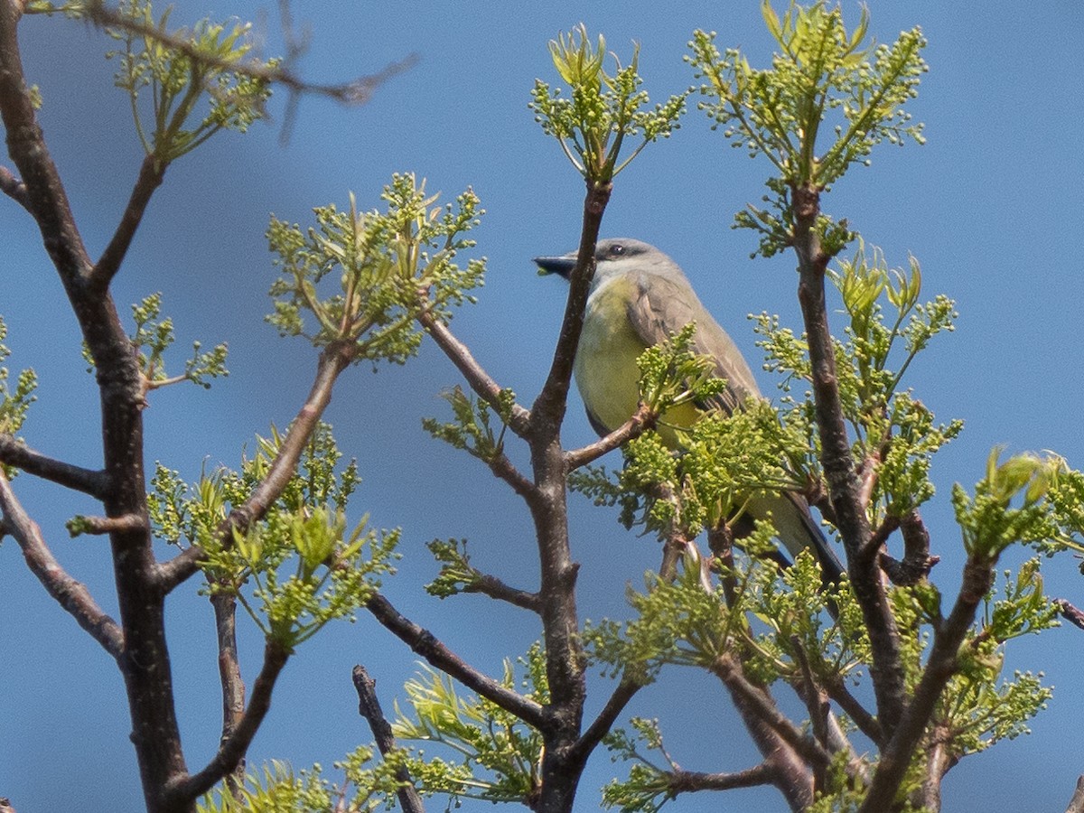 Western Kingbird - Chris Fischer