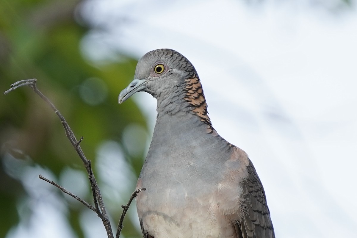 Bar-shouldered Dove - Megan Moody