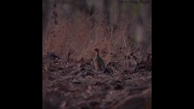 Painted Francolin - ML567637621