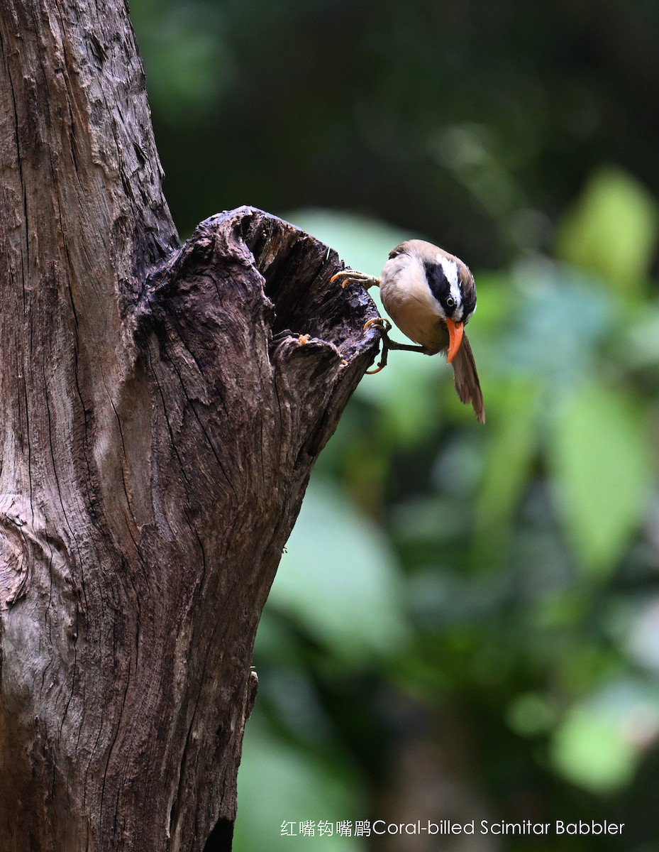 Brown-crowned Scimitar-Babbler (Phayre's) - ML567638781