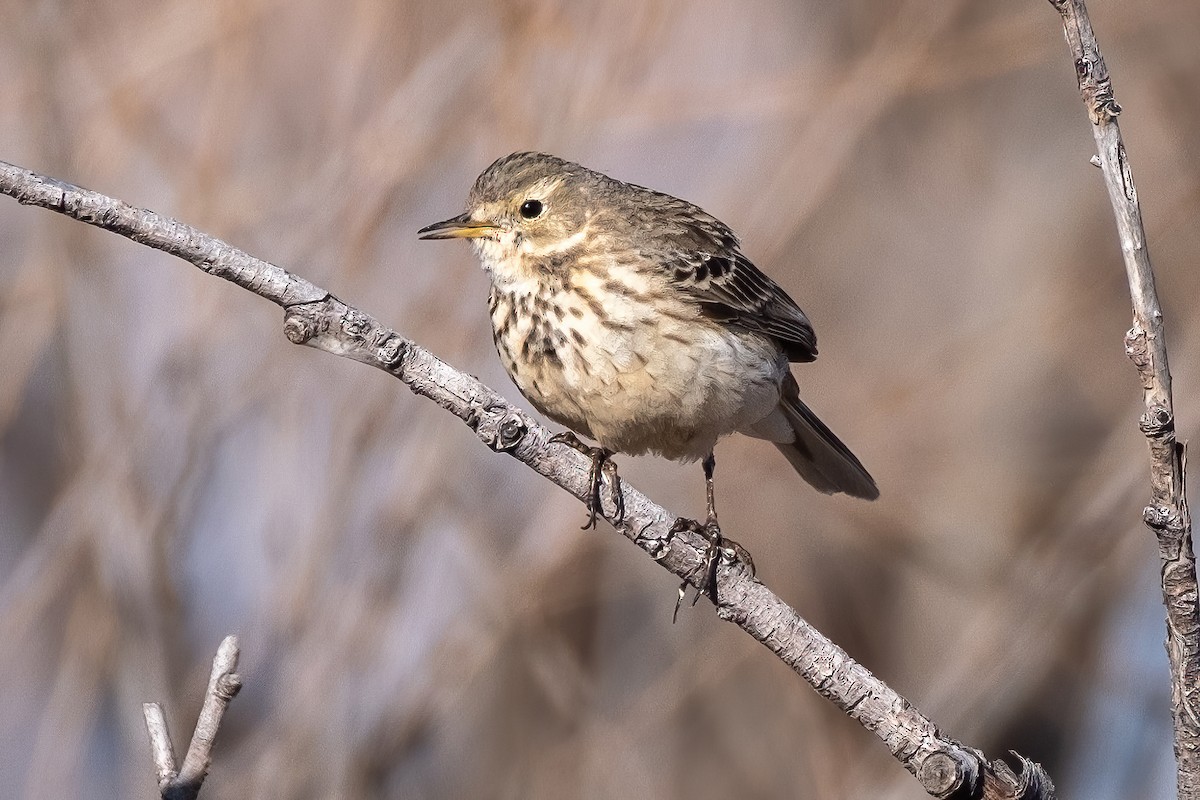 American Pipit - Tim Horvath