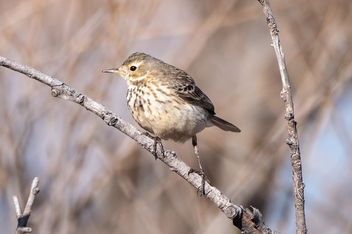 American Pipit - Tim Horvath