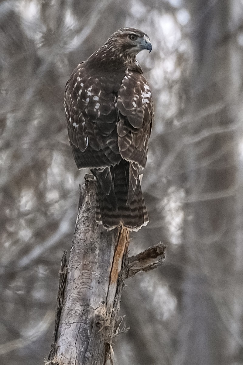 Red-tailed Hawk - ML567640191