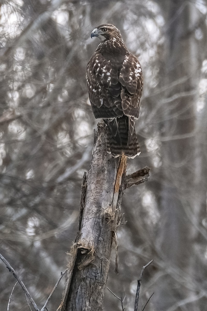 Red-tailed Hawk - ML567640201