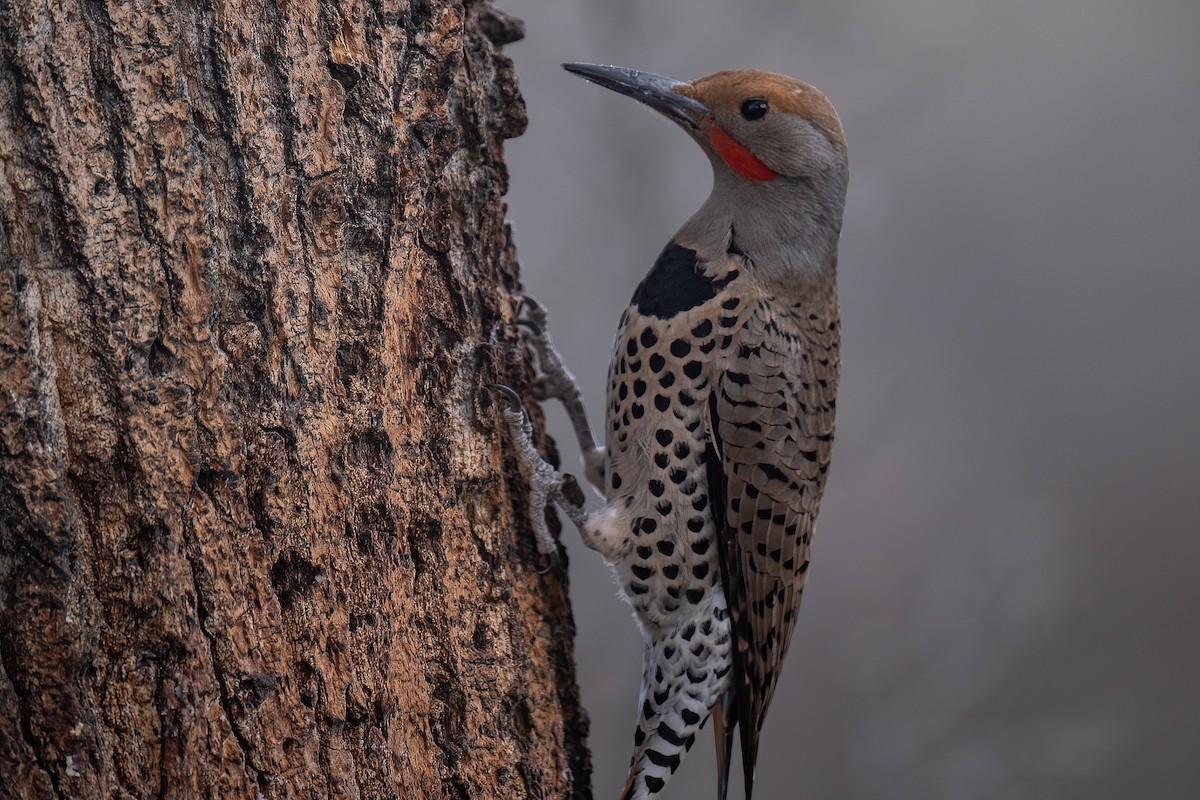 Northern Flicker - ML567640401