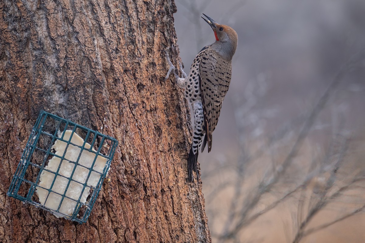 Northern Flicker - Tim Horvath