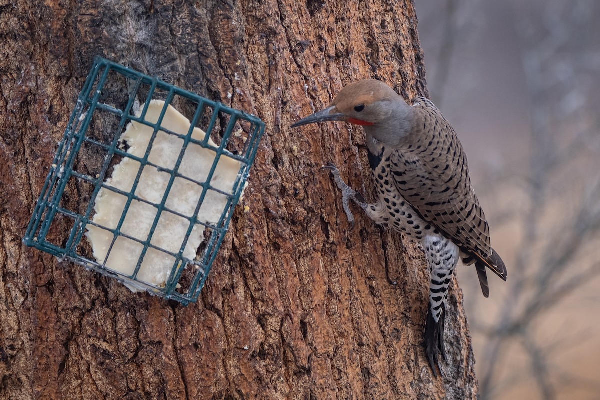 Northern Flicker - ML567640421