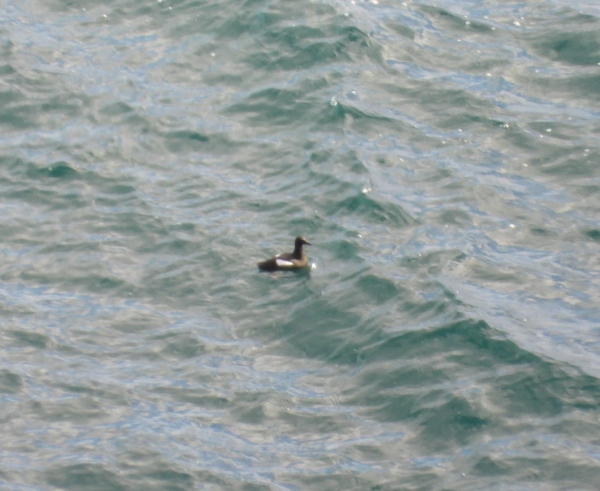 Black Guillemot - Mateu Garau