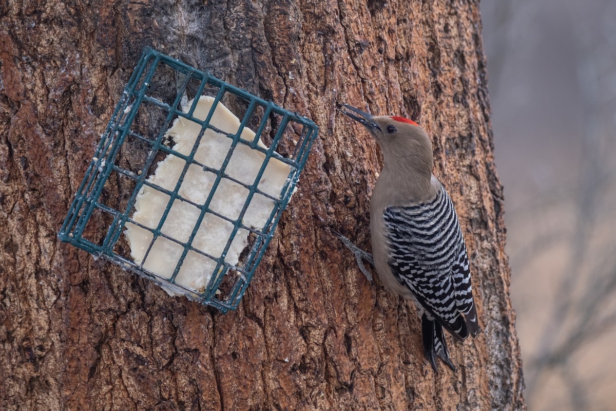 Gila Woodpecker - ML567640631