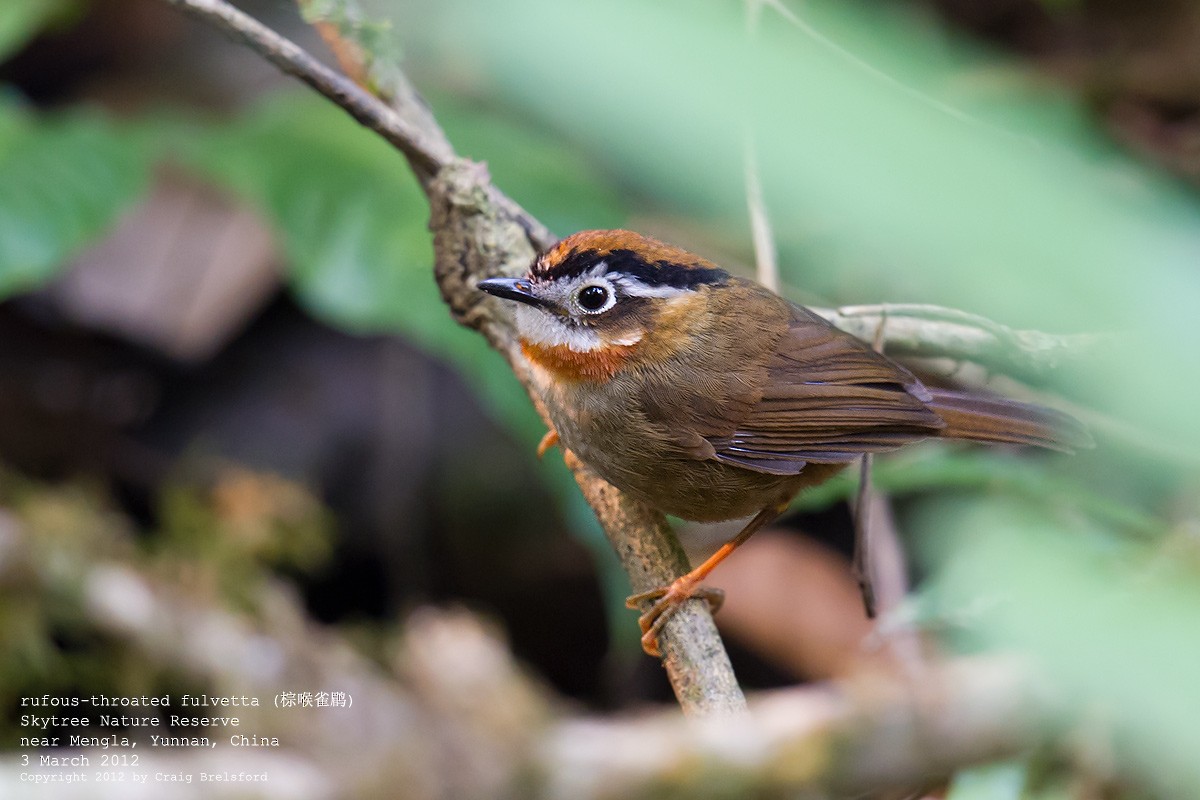 Rufous-throated Fulvetta - ML56764111