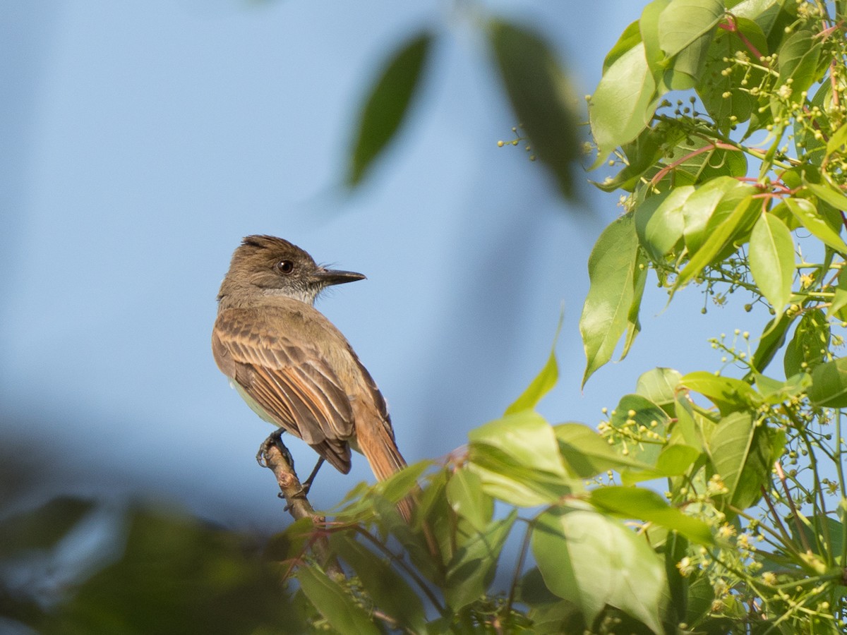 Brown-crested Flycatcher - ML56764221