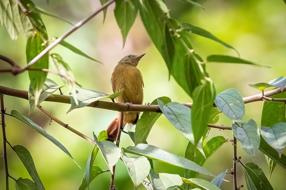 McConnell's Flycatcher - ML567642411