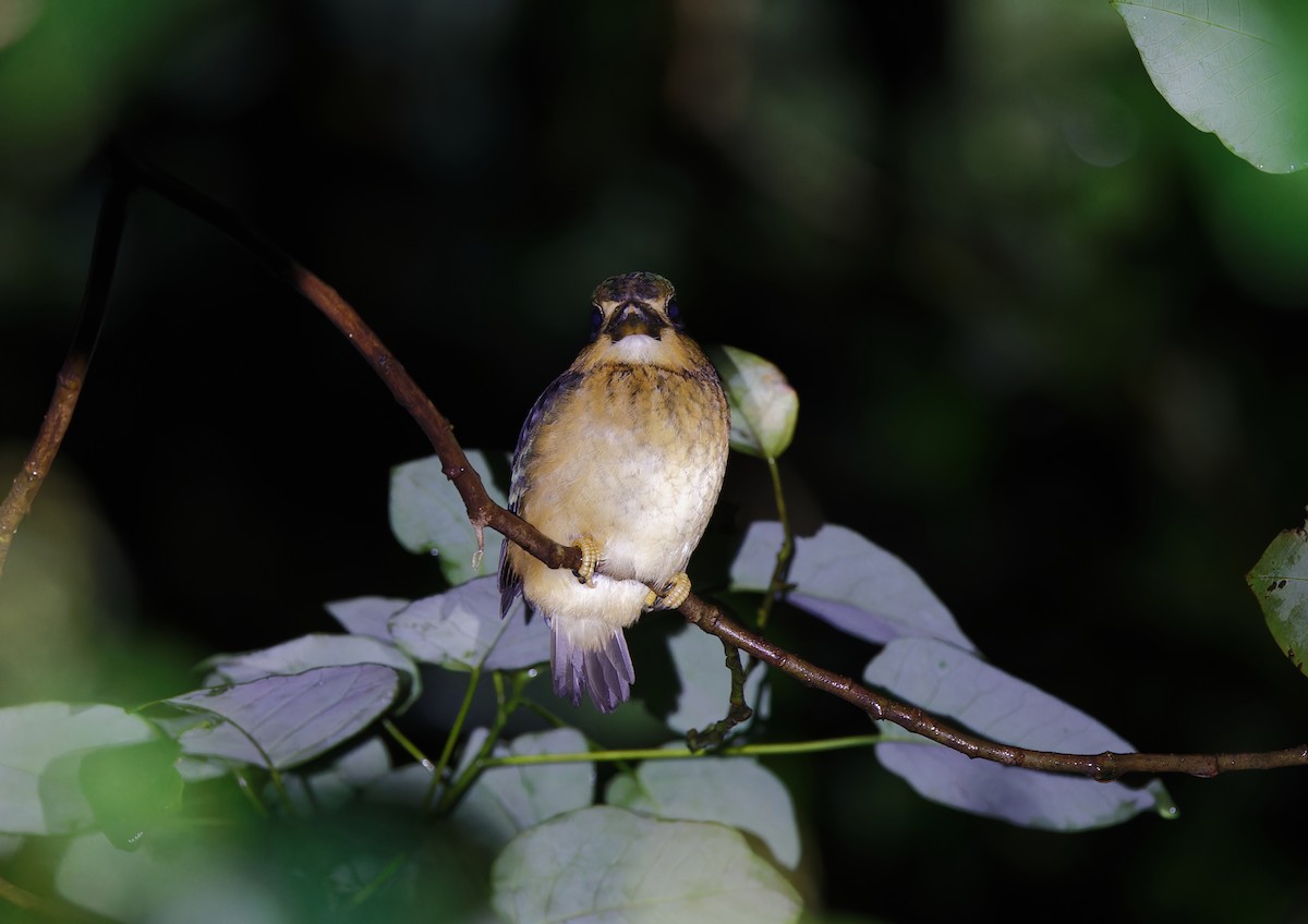 Buff-breasted Paradise-Kingfisher - Gus Daly