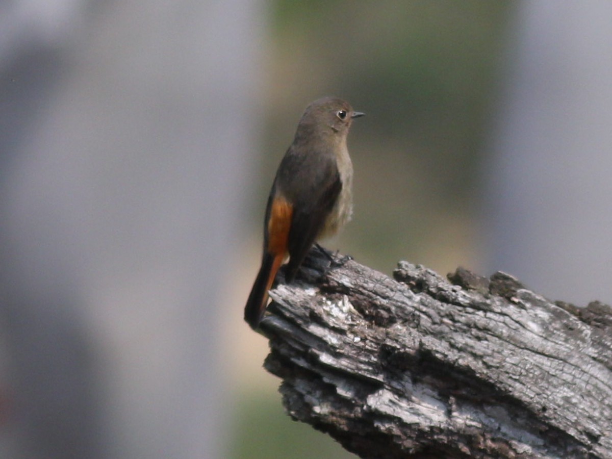 Blue-fronted Redstart - ML567643711