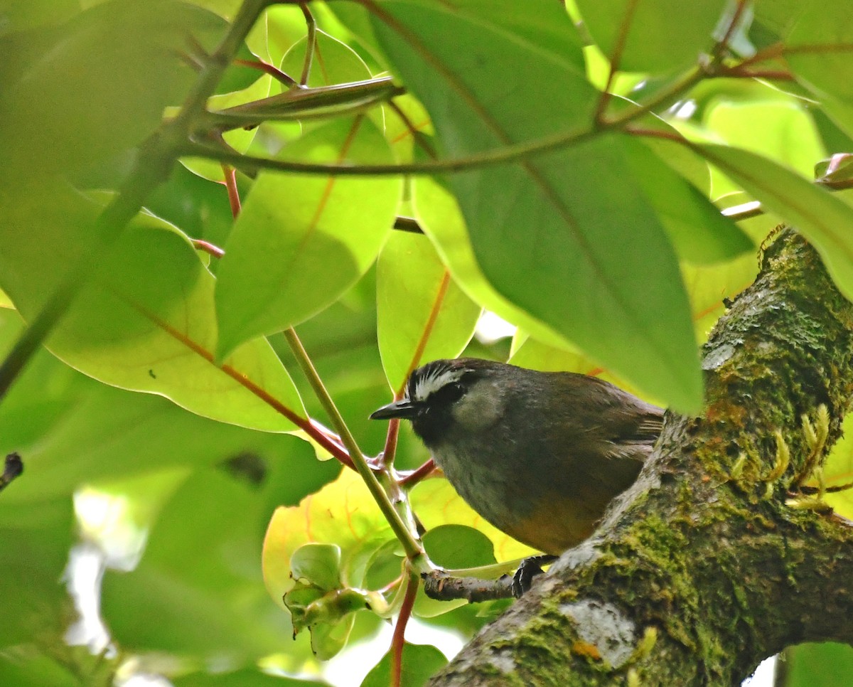 Banasura Laughingthrush - ML567644221