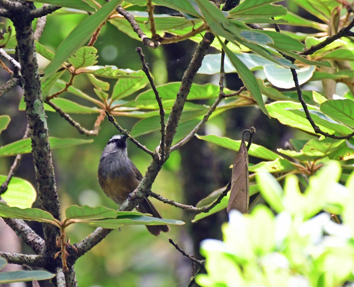 Banasura Laughingthrush - ML567644231