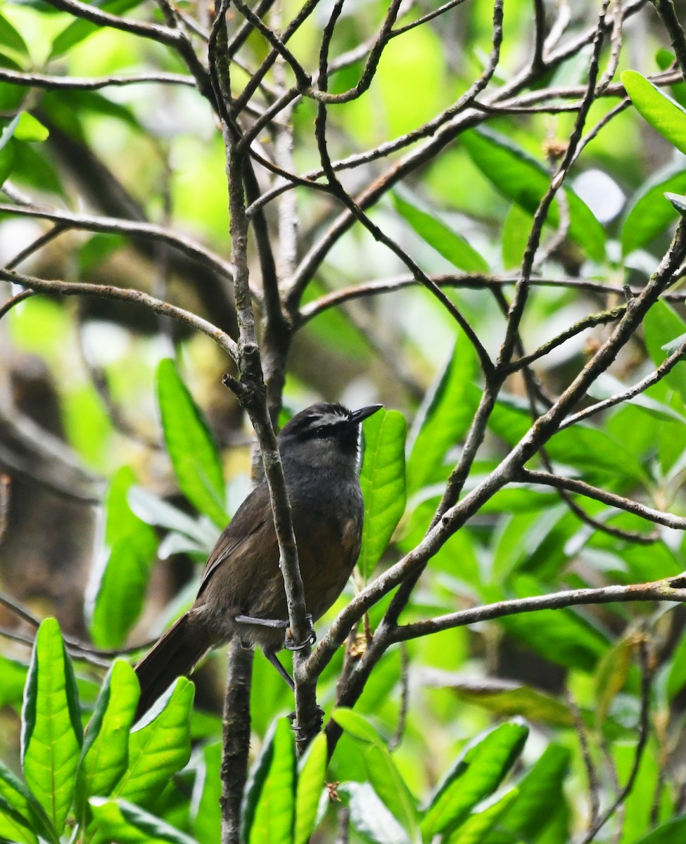 Banasura Laughingthrush - ML567644241