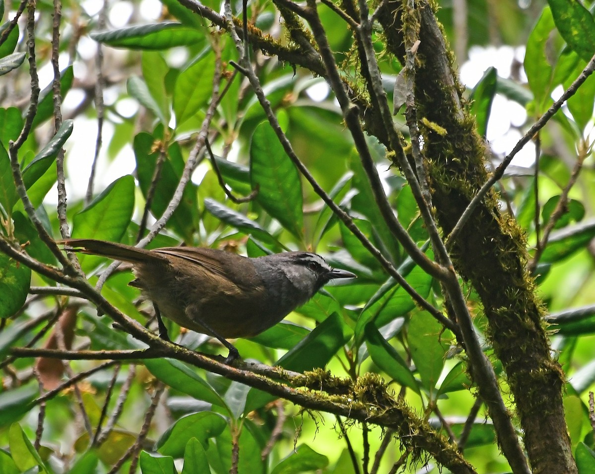 Banasura Laughingthrush - ML567644251