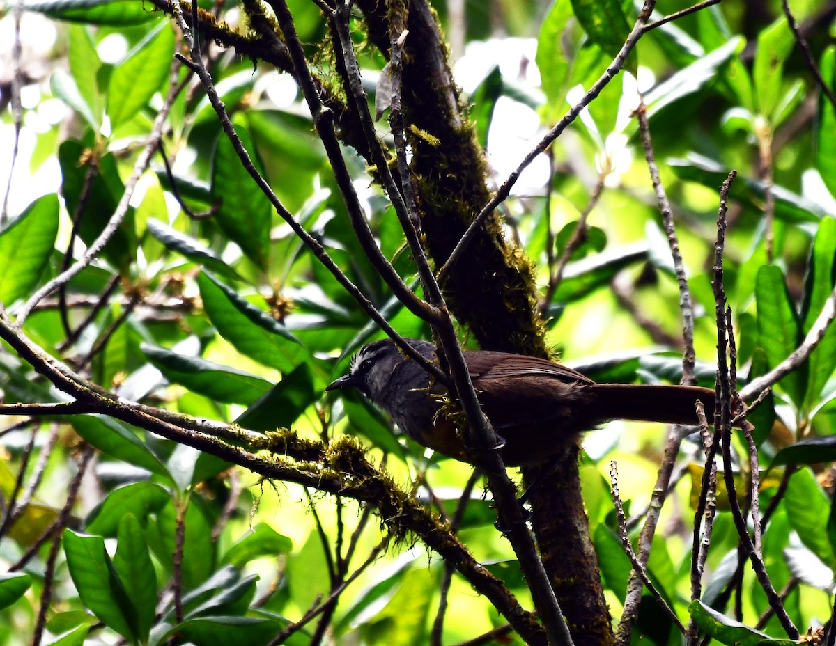 Banasura Laughingthrush - ML567644261