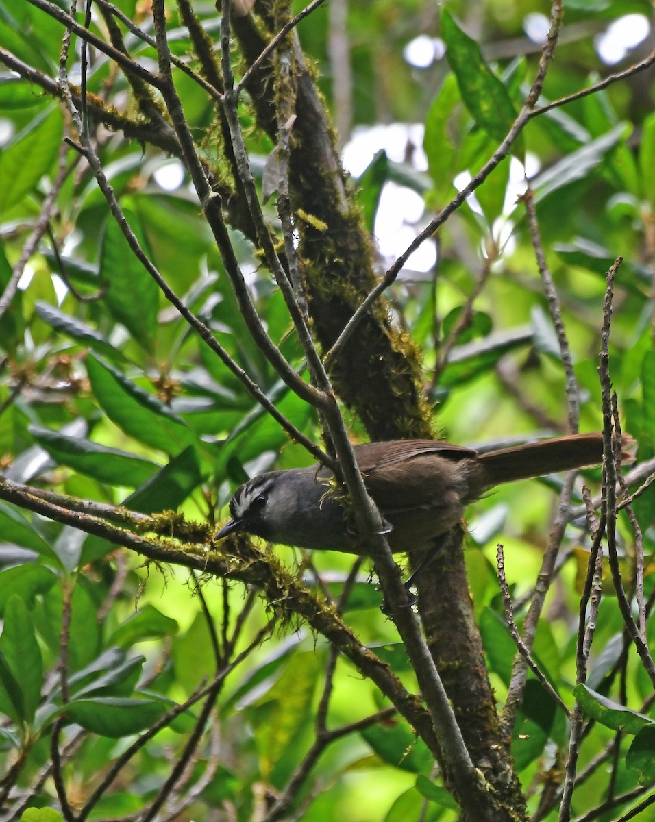 Banasura Laughingthrush - ML567644271