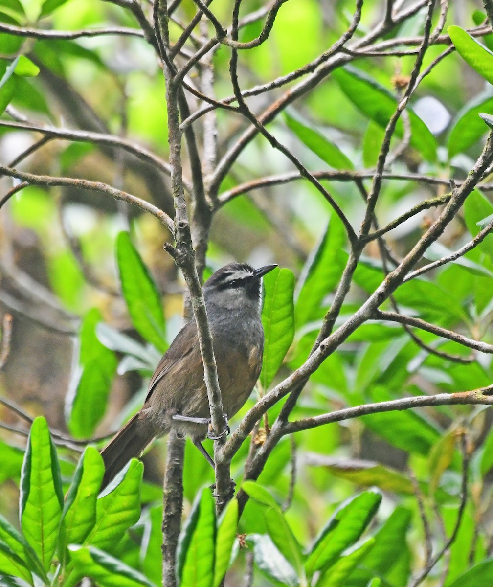 Banasura Laughingthrush - ML567644281