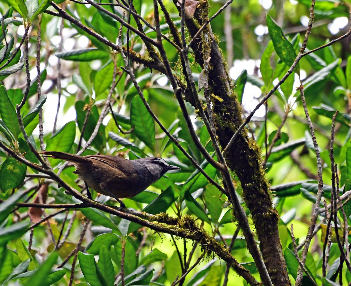 Banasura Laughingthrush - ML567644291