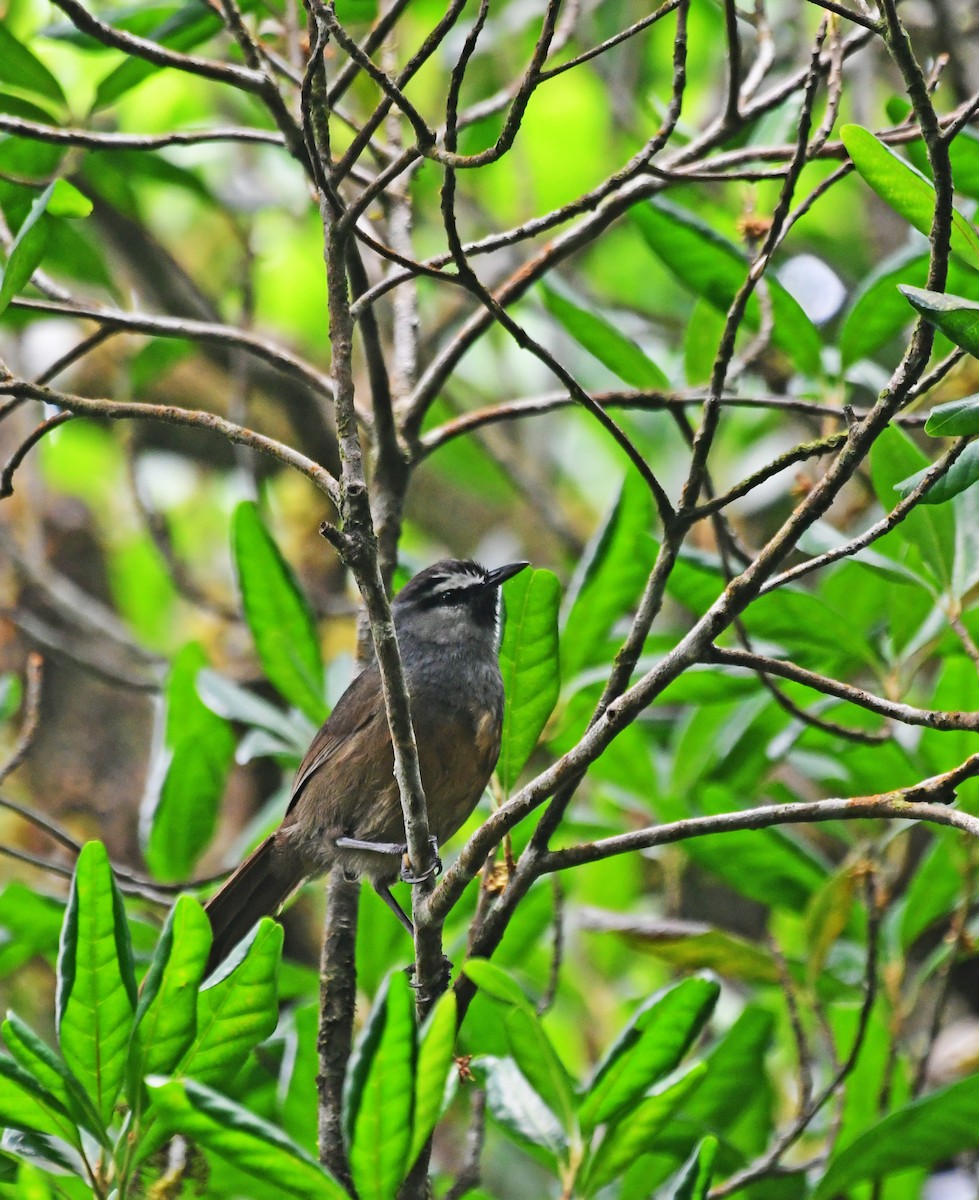 Banasura Laughingthrush - ML567644301