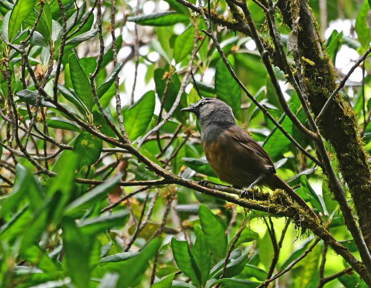 Banasura Laughingthrush - ML567644331