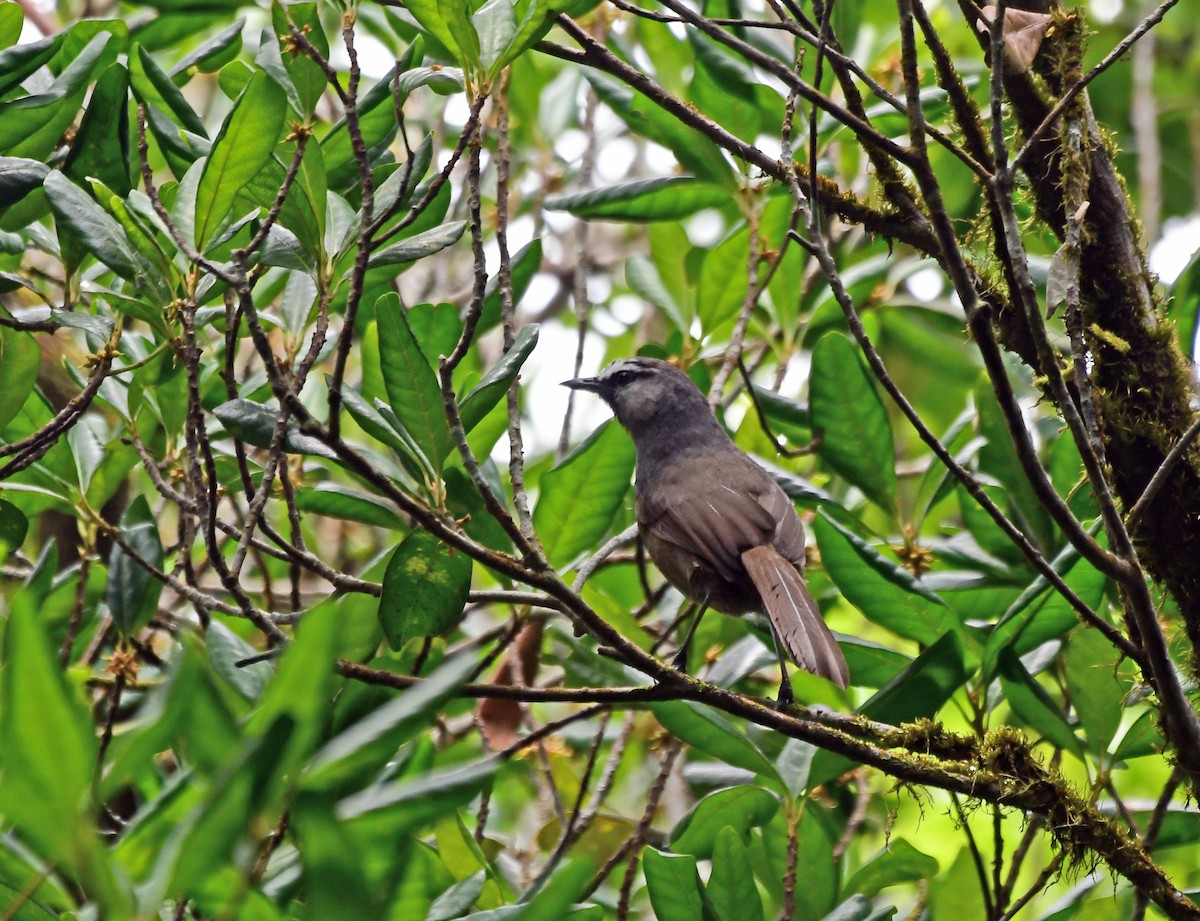 Banasura Laughingthrush - ML567644341