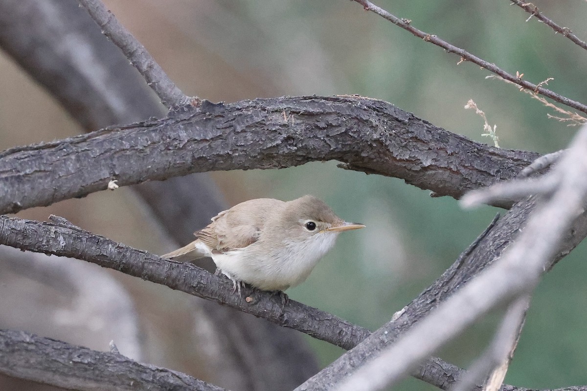 Western Olivaceous Warbler - ML567644631