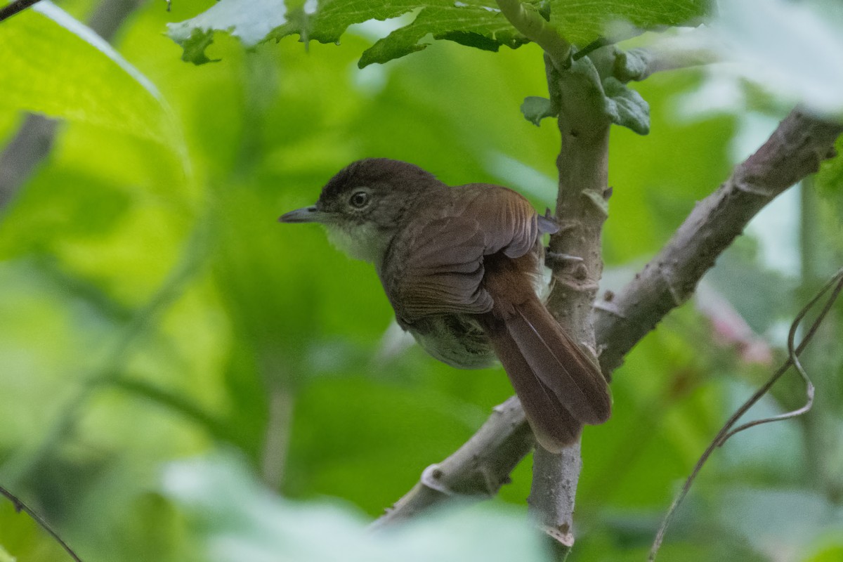 Bulbul de Cabanis (placidus) - ML567645031