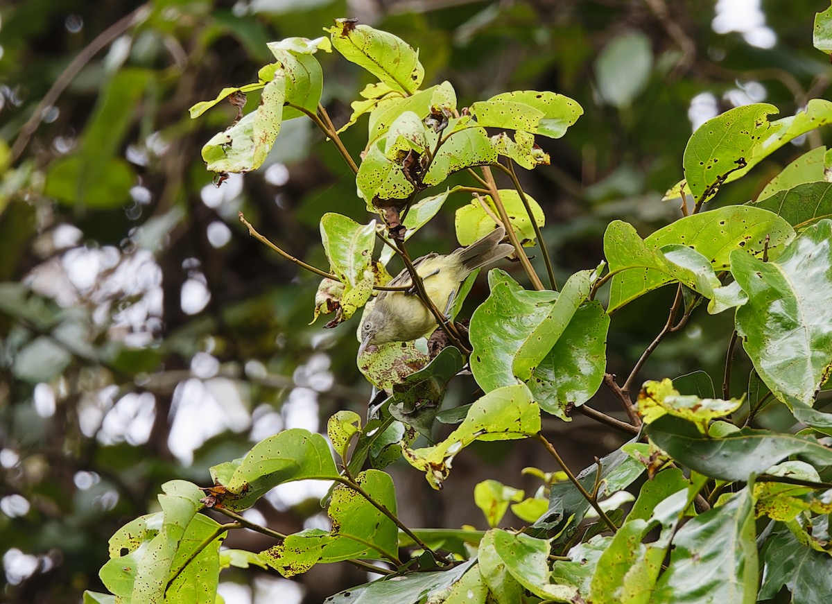 Green-backed Honeyeater - ML567645141