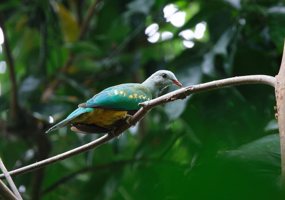 Wompoo Fruit-Dove - ML567645321