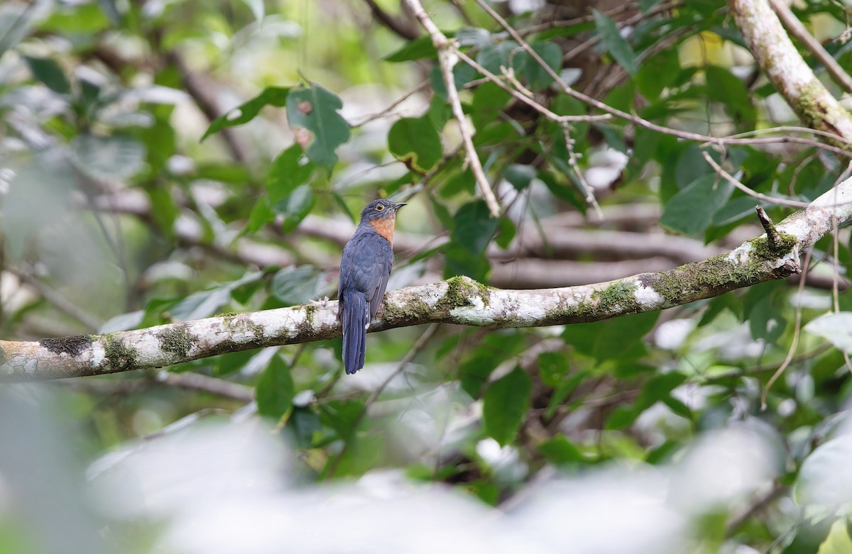 Chestnut-breasted Cuckoo - ML567646341