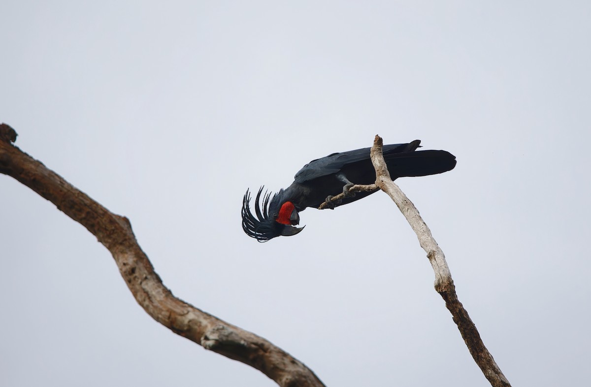 Palm Cockatoo - Gus Daly