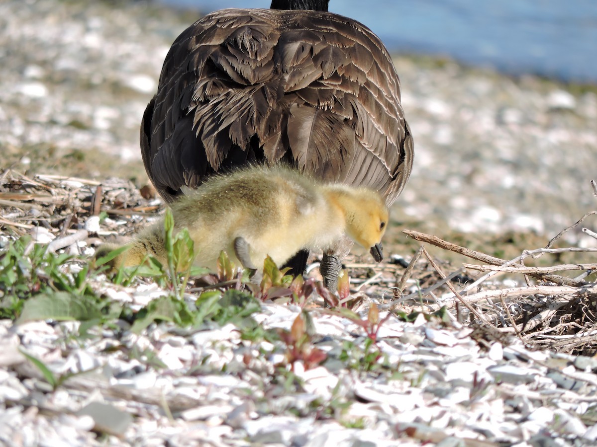 Canada Goose - ML567646451