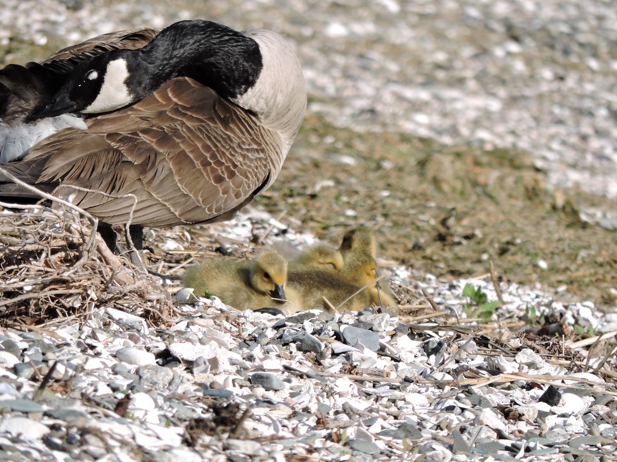 Canada Goose - ML567646501