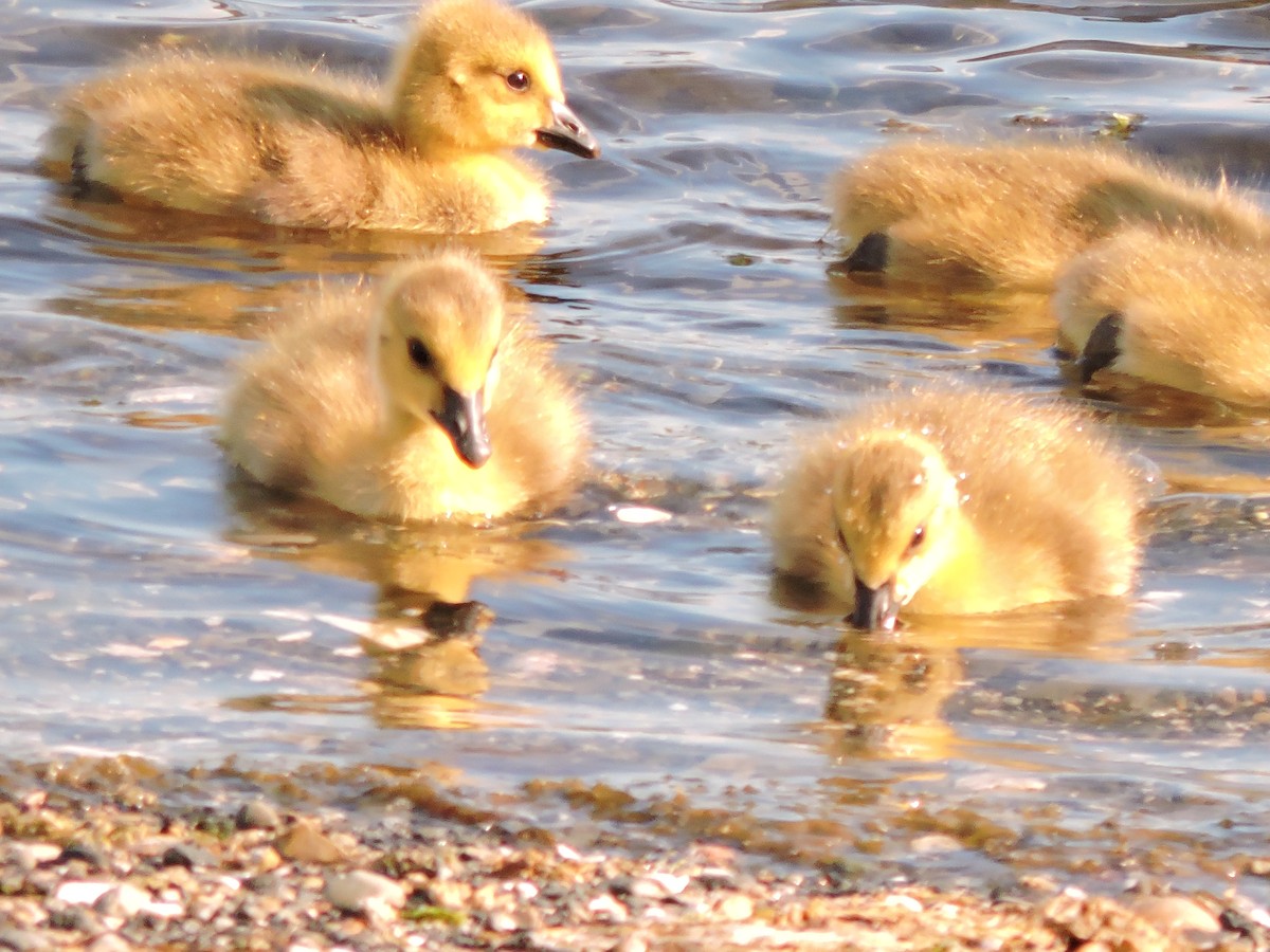 Canada Goose - ML567646521